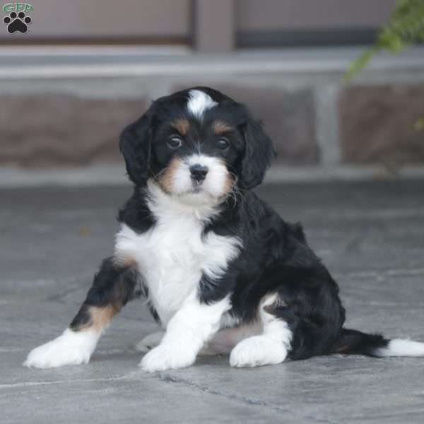 Haven, Cavapoo Puppy